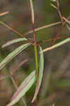 Coastal sand spurge